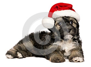 Cute Christmas Havanese puppy dog with a Santa hat