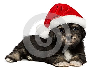 Cute Christmas Havanese puppy dog with a Santa hat