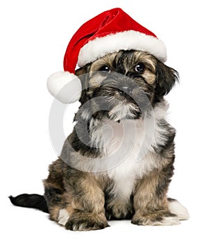 Cute Christmas Havanese puppy dog with a Santa hat