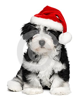 Cute Christmas Havanese puppy dog with a Santa hat