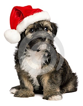 Cute Christmas Havanese puppy dog with a Santa hat