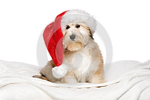 Cute Christmas Havanese puppy on a white bedspread