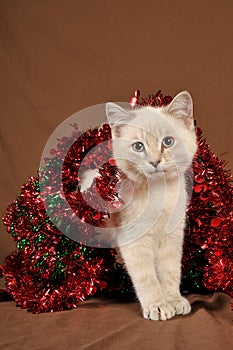 Really cute christmas kitten 3