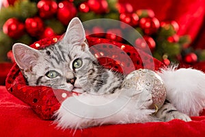 Cute christmas kitten on red background