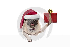 Cute Christmas pug dog with santa claus hat, holding up present in gift box, hanging on white banner