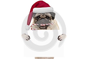 Cute Christmas pug dog with santa hat and candy cane, holding up blank white banner card