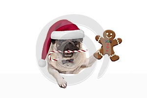Cute Christmas pug dog with santa hat and candy cane, holding up gingerbread man cookie, hanging on white banner