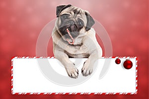 Cute christmas pug puppy dog leaning with paws on blank sign, on red background