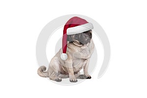 Cute Christmas pug puppy dog with Santa hat, sitting down