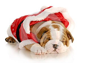 Cute christmas puppy