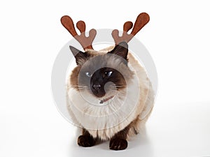 Cute Christmas reindeer pet cat. Humorous concept. Isolated on white