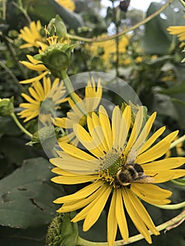 The cute chubby bee pollinates the yellow flower.