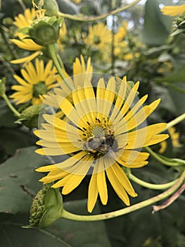 The cute chubby bee pollinates the yellow flower.