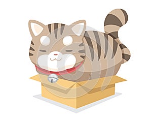 Cute chubby cat sitting box cartoon illustration