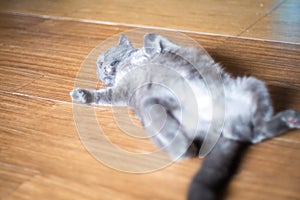 Cute chubby cat sleeping on wooden floor at home