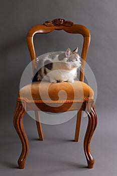 Cute chunky grey and white cat lying down on antique wooden chair set on seamless grey background