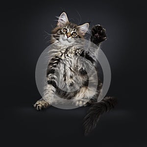 Cute classic black tabby Maine Coon cat kitten on black background