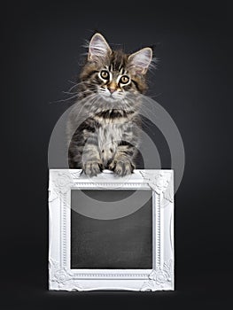 Cute classic black tabby Maine Coon cat kitten on black background