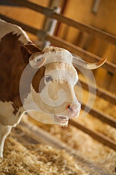 Cute, clean, healthy and happy cow in a barn, relaxing in fresh straw, beautiful yellow sunlight