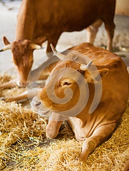 Cute, clean, healthy and happy cow in a barn, relaxing in fresh straw, beautiful yellow sunlight