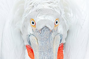 Cute close-up bird portrait. Eye detail Dalmatian pelican, Pelecanus crispus, in Lake Kerkini, Greece. Palican with open wing, hun