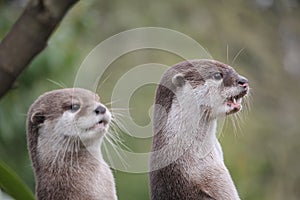 Cute close up portrait of a pair of two Asian or Oriental small