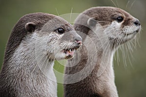 Cute close up portrait of a pair of two Asian or Oriental small