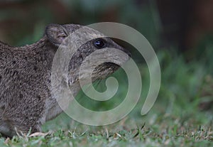 Cute close-up side portrait of wild rock hyrax resting on the grass in Meru, Kenya