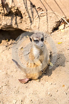 Cute close up surikat