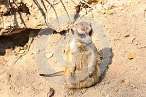 Cute close up surikat