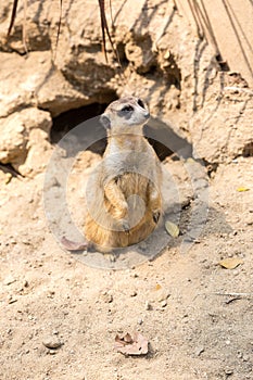 Cute close up surikat