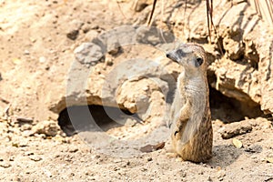 Cute close up surikat