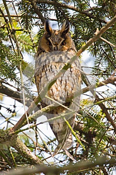 Cute close up view on owl (horned owl, long-eared owl,long-fingered owl)