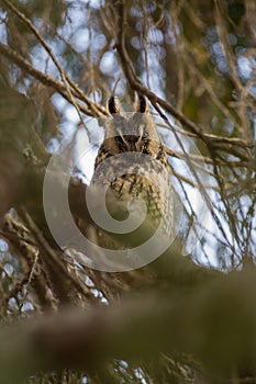 Cute close up view on owl (horned owl, long-eared owl,long-fingered owl)