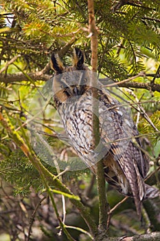 Cute close up view on owl (horned owl, long-eared owl,long-fingered owl)