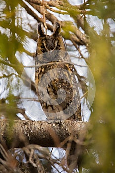 Cute close up view on owl (horned owl, long-eared owl,long-fingered owl)