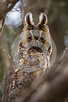Cute close up view on owl (horned owl, long-eared owl,long-fingered owl)