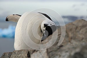 Cute closeup of Chinstrap penguin (Pygoscelis antarctica)