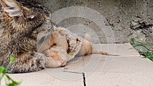 Cute closeup scene with a caring mother cat playing gentle with her baby kitten. Little frisky orange kitty having fun