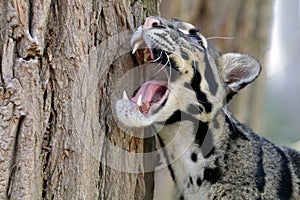 Clouded leopard