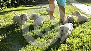 Cute and clumsy labrador puppies walking in the grass with their owner