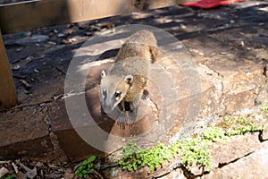 A cute Coati