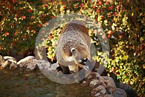 Cute coati wild animal closeup