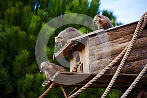 Cute coati wild animal closeup