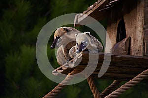 Cute coati wild animal closeup