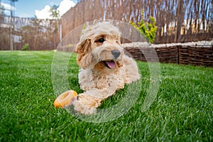 Cute cockapoo dog portrait in the garden
