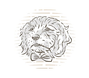 Cute cockapoo dog puppy with bow-tie vector illustration.