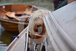 Cute Cockapoo dog on a wooden boat