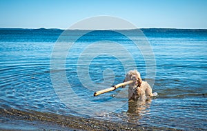 Cute Cockapoo Navigates Large Stick in the Oceans of Cape Cod