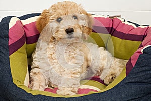 A cute Cockapoo puppy in her new bed photo